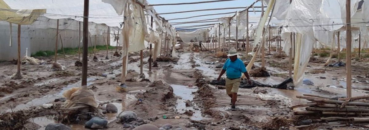 Hombre pasea por las ruinas en Arica tras el desborde.